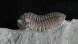 D Flexicalymene Trilobite - Indiana #5035-1